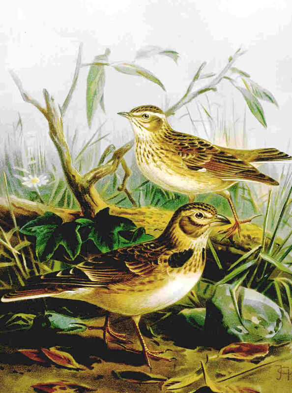 Calandra Lark