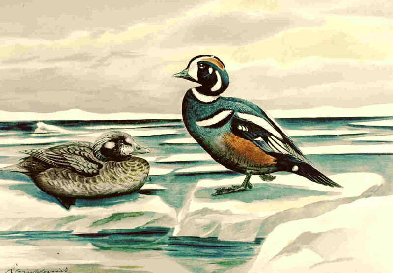 Harlequin Duck