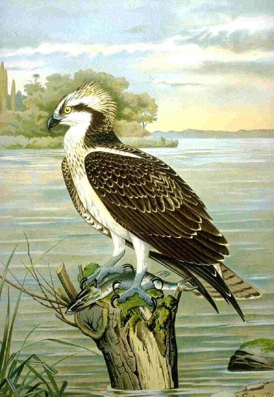 Osprey