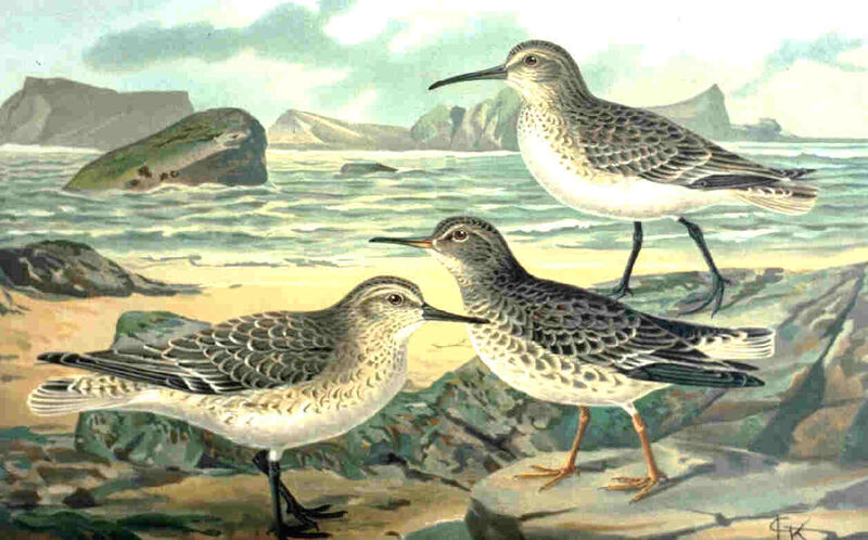 Curlew Sandpiper