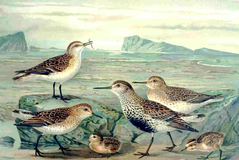 Little Stint