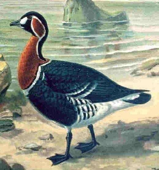 Red-breasted Goose