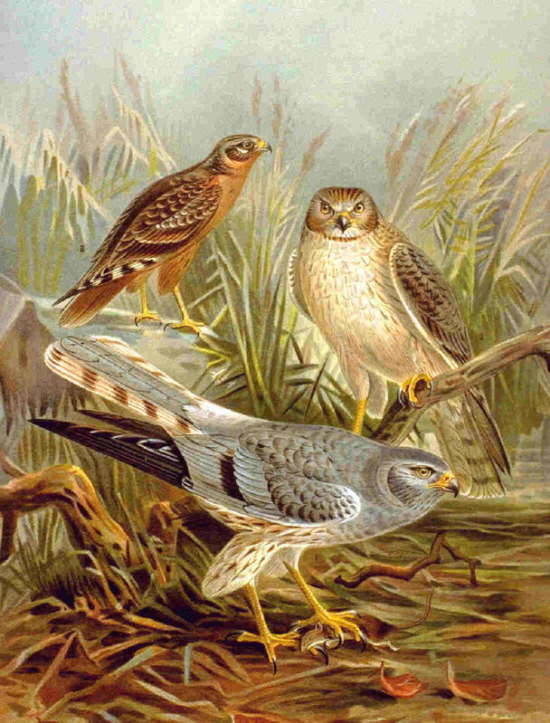 Montagu's Harrier