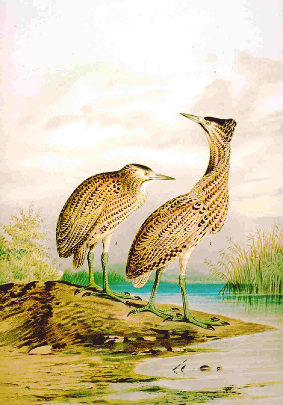 Eurasian Bittern