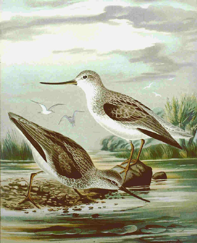 Terek Sandpiper