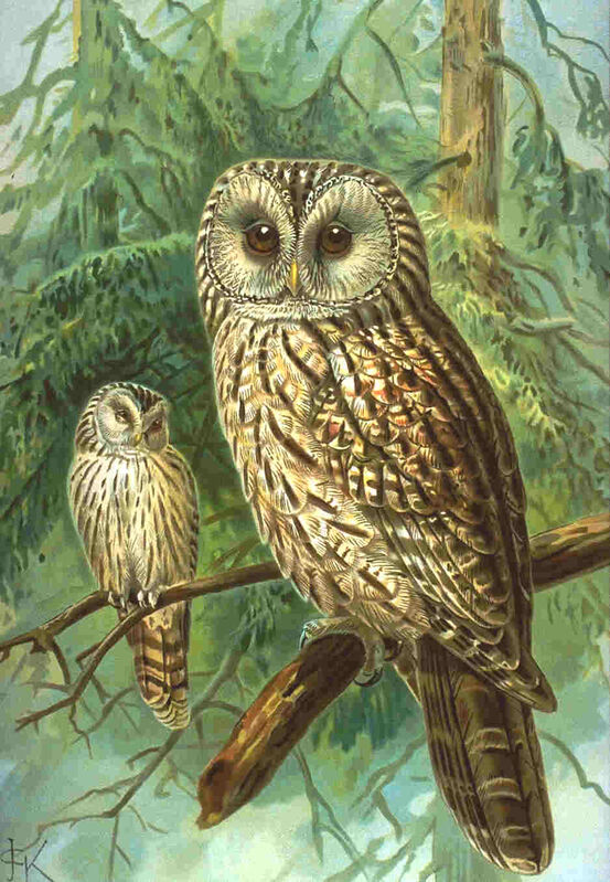 Ural Owl