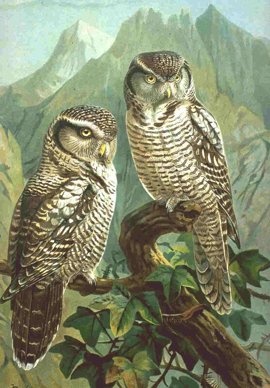 Northern Hawk-Owl