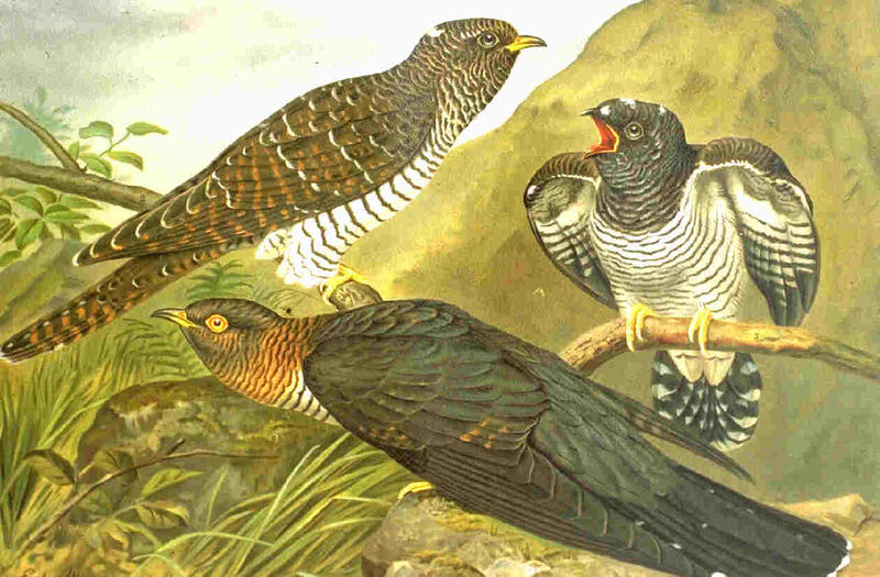 Common Cuckoo