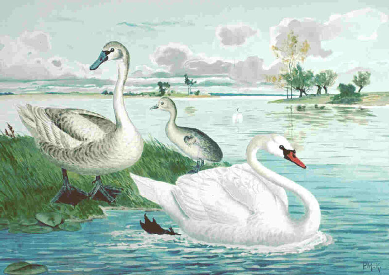 Cygne tuberculé