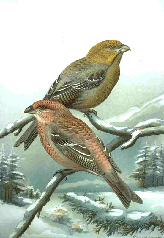 Pine Grosbeak