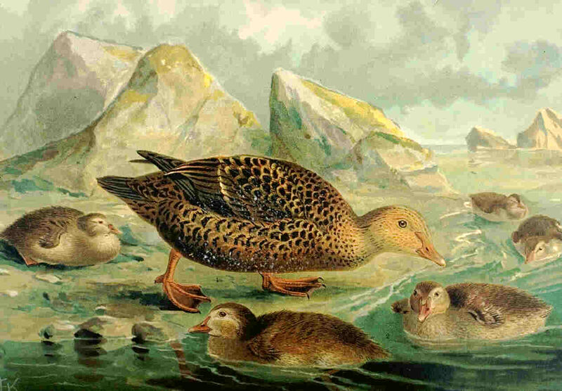 Eider à tête grise