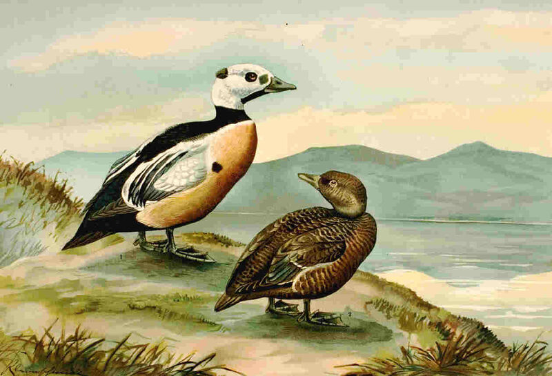 Steller's Eider