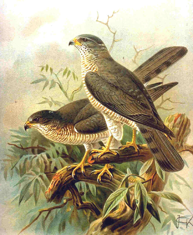 Levant Sparrowhawk