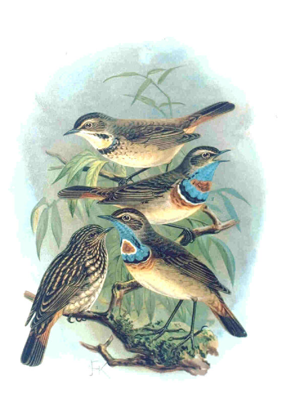 Bluethroat