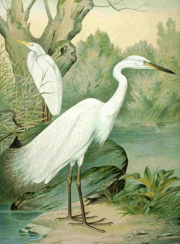 Great Egret