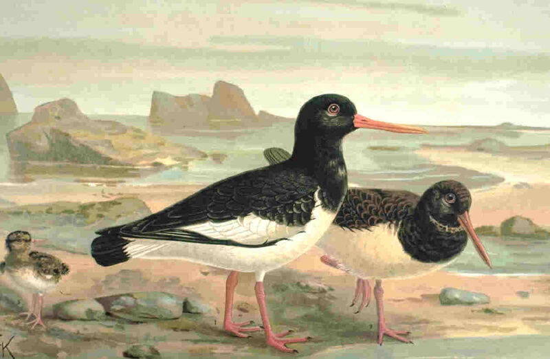 Eurasian Oystercatcher