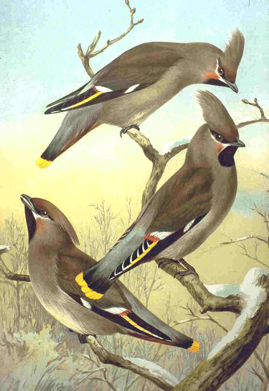 Bohemian Waxwing