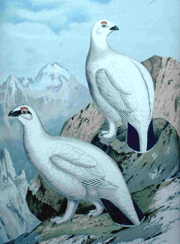 Rock Ptarmigan