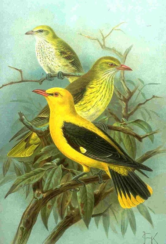 Eurasian Golden Oriole