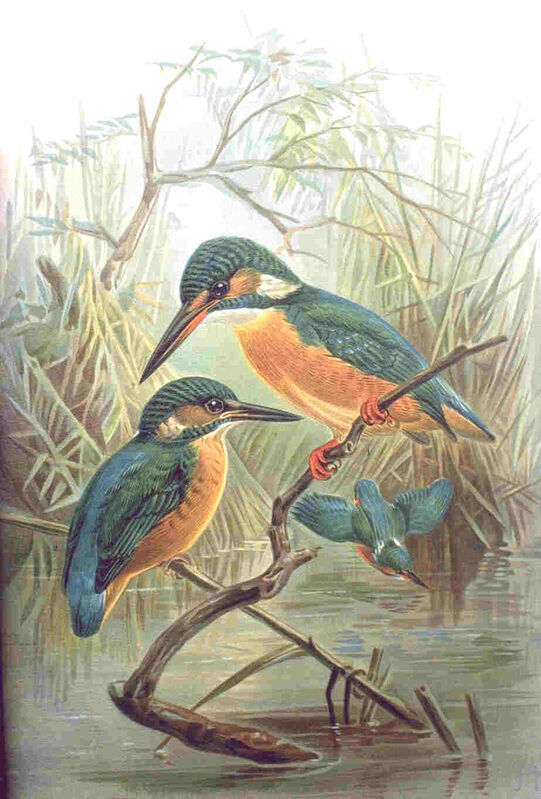 Common Kingfisher