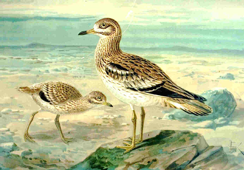 Eurasian Stone-curlew