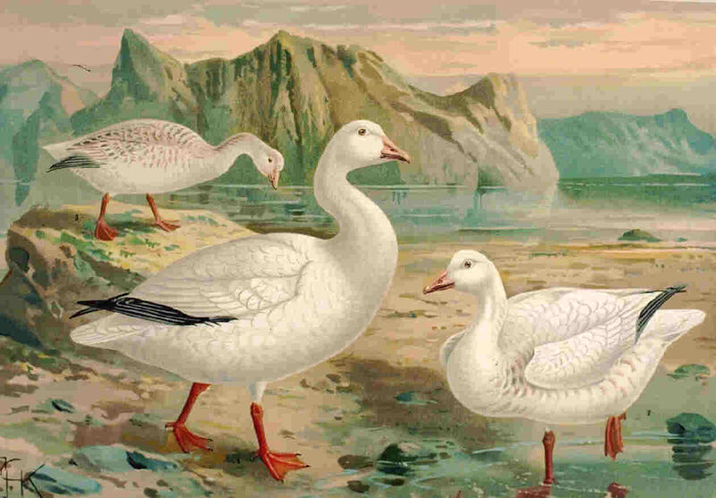 Snow Goose