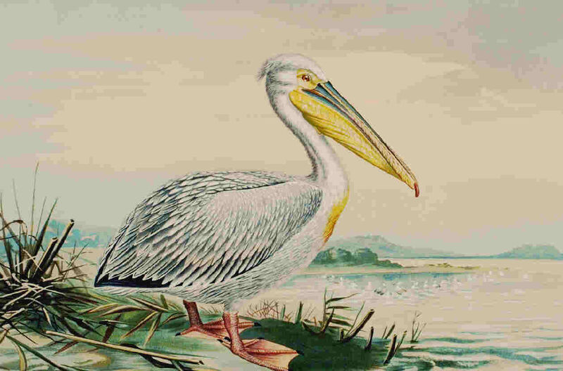 Great White Pelican