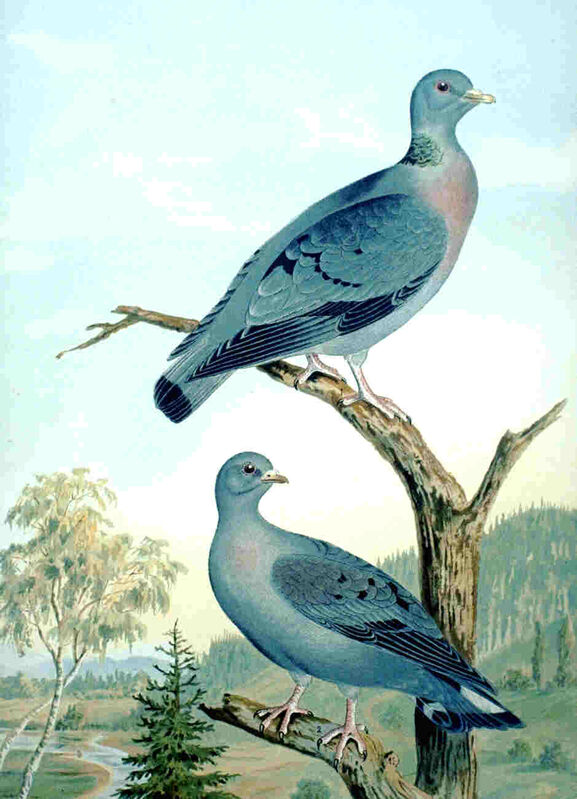 Pigeon colombin