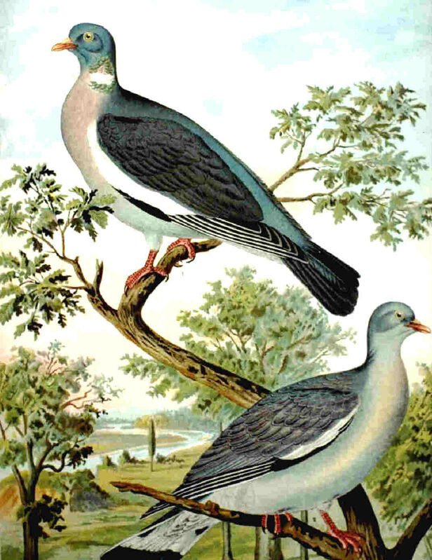 Common Wood Pigeon