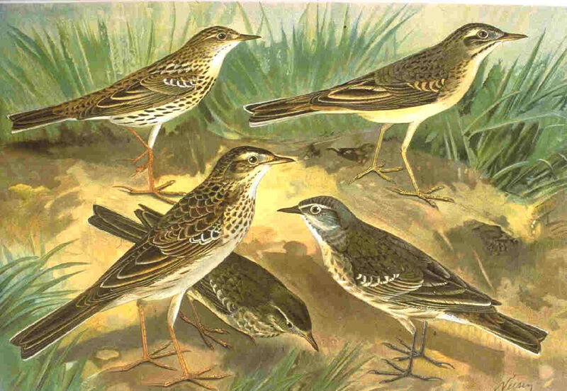 Pipit de la Petchora