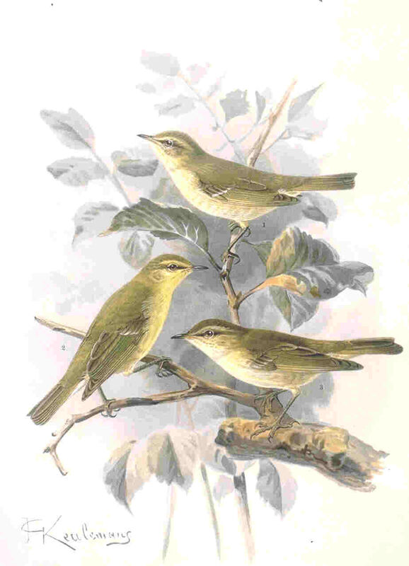 Greenish Warbler