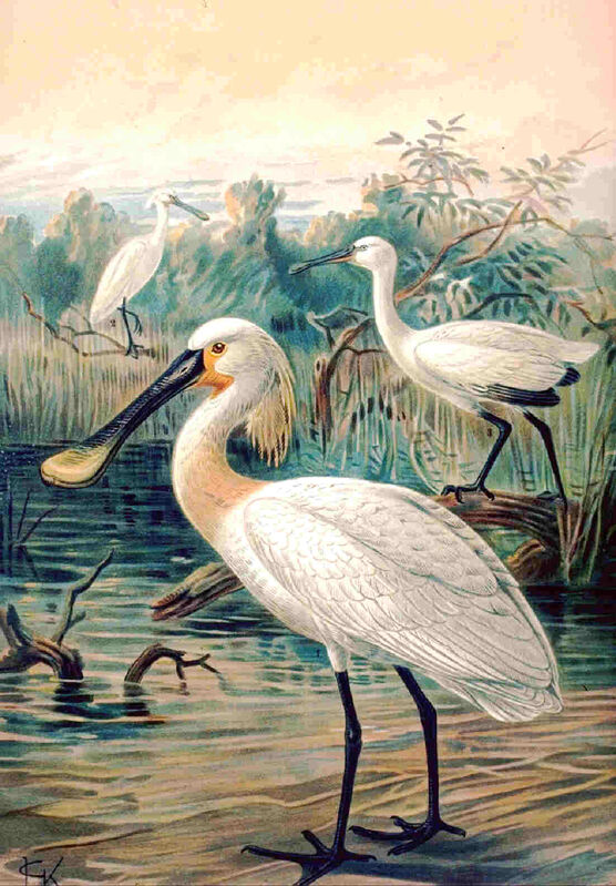 Eurasian Spoonbill