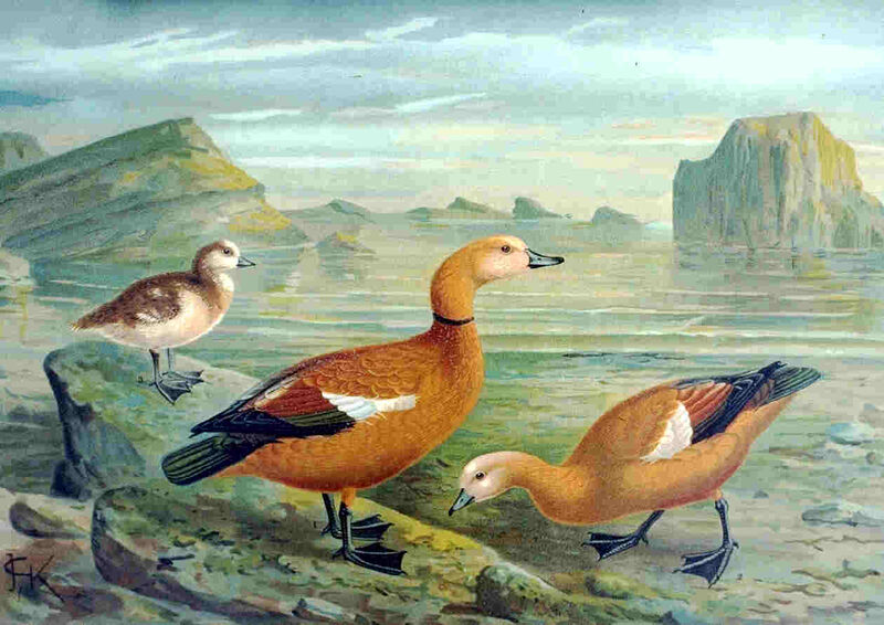 Ruddy Shelduck