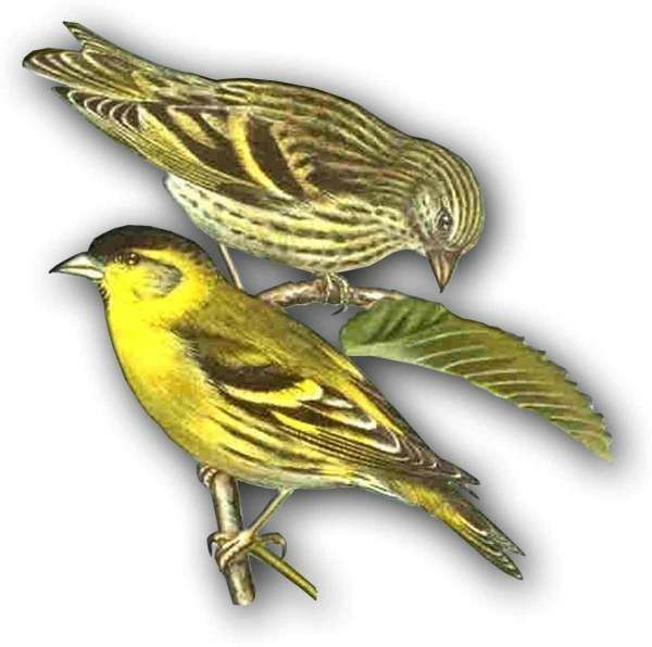 Eurasian Siskin