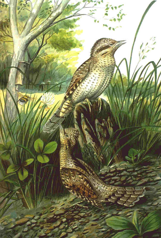 Eurasian Wryneck