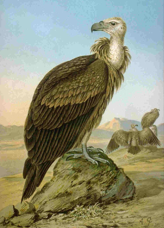 Griffon Vulture