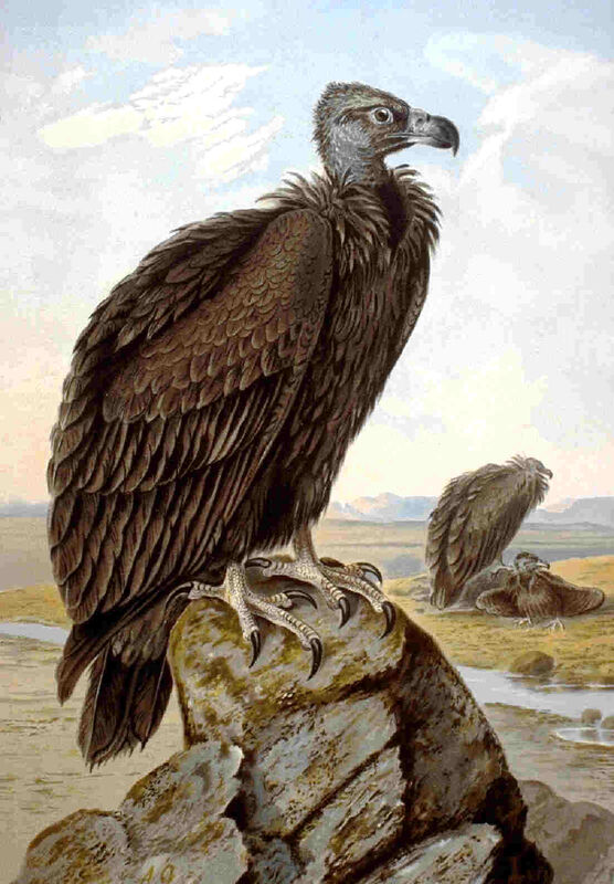 Cinereous Vulture