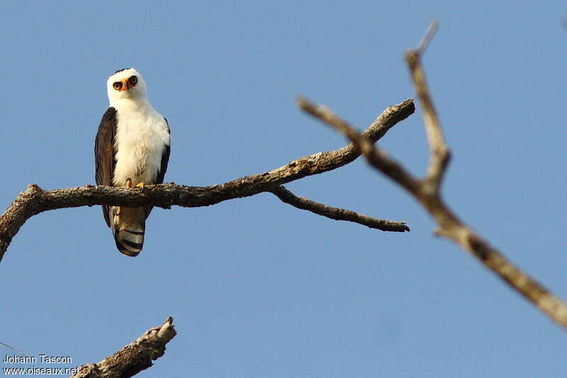 Black-and-white Hawk-Eagleadult, pigmentation, Behaviour