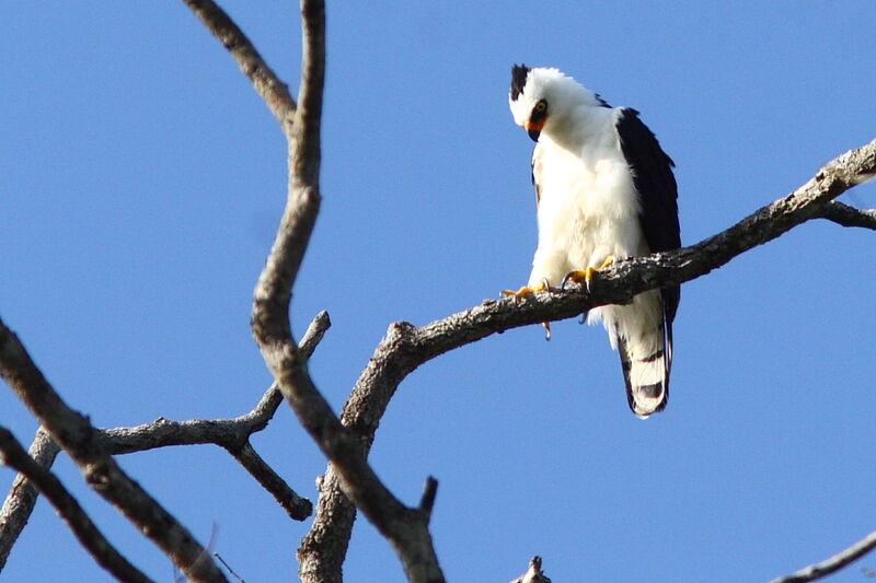 Aigle noir et blancadulte, identification