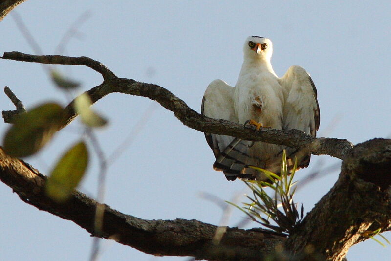 Aigle noir et blancadulte, identification