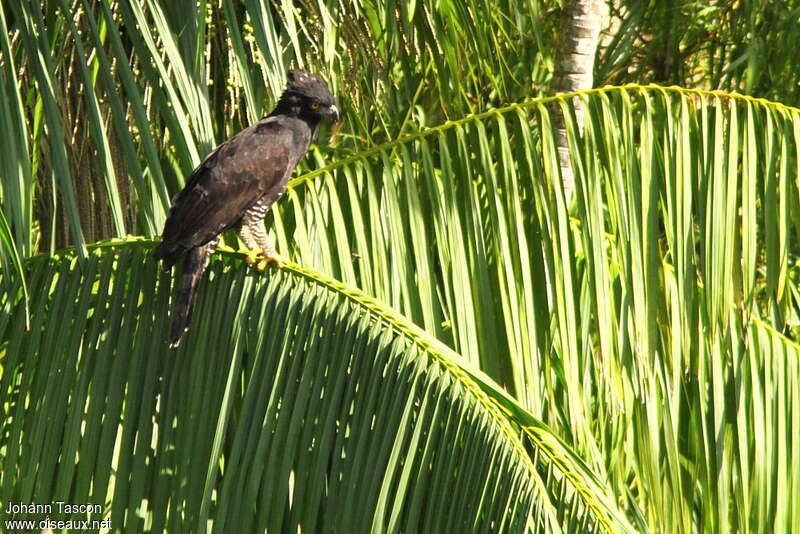 Black Hawk-Eagleadult, identification