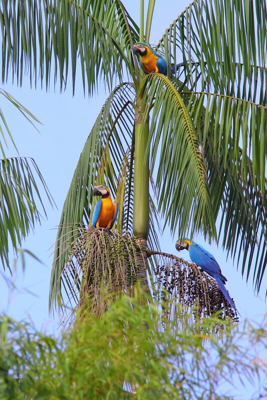 Blue-and-yellow Macawadult, identification, feeding habits