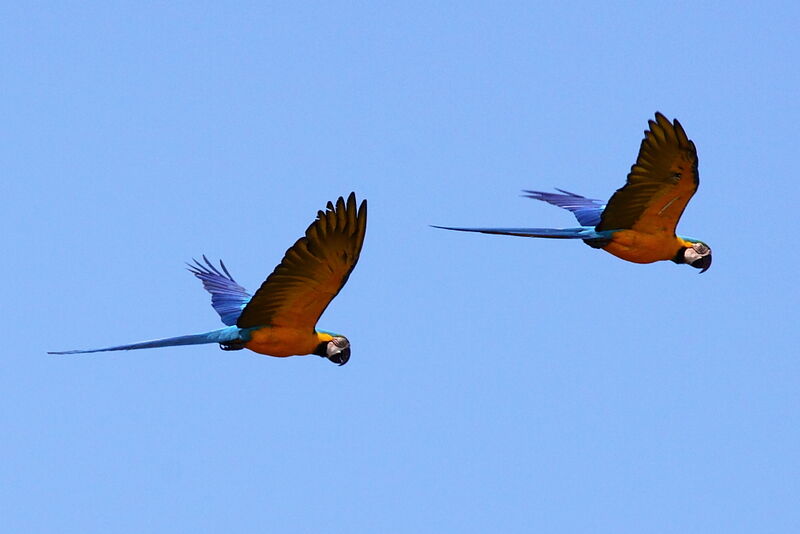 Blue-and-yellow Macawadult, Flight, Behaviour