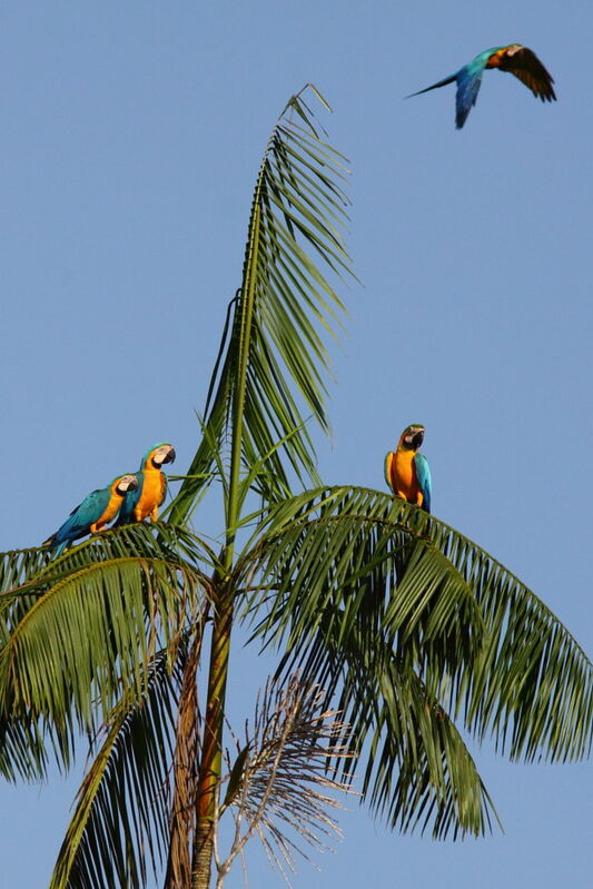 Blue-and-yellow Macawadult, Behaviour