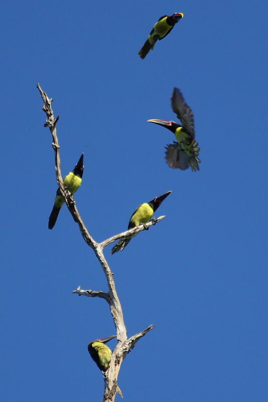 Green Aracari