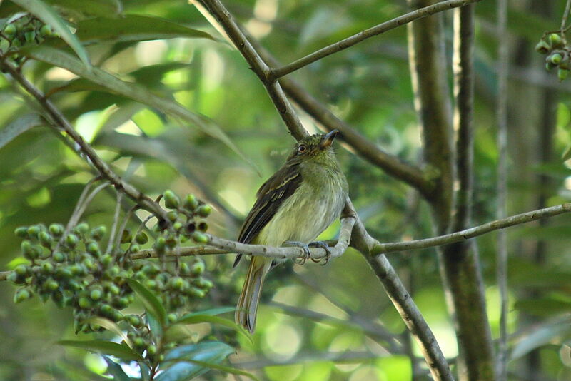 Bright-rumped Attila, identification