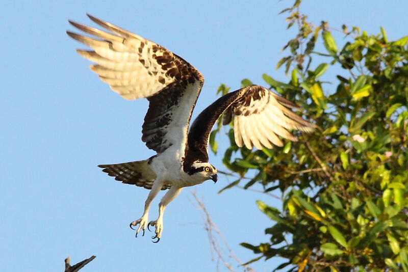 Ospreyadult, Flight