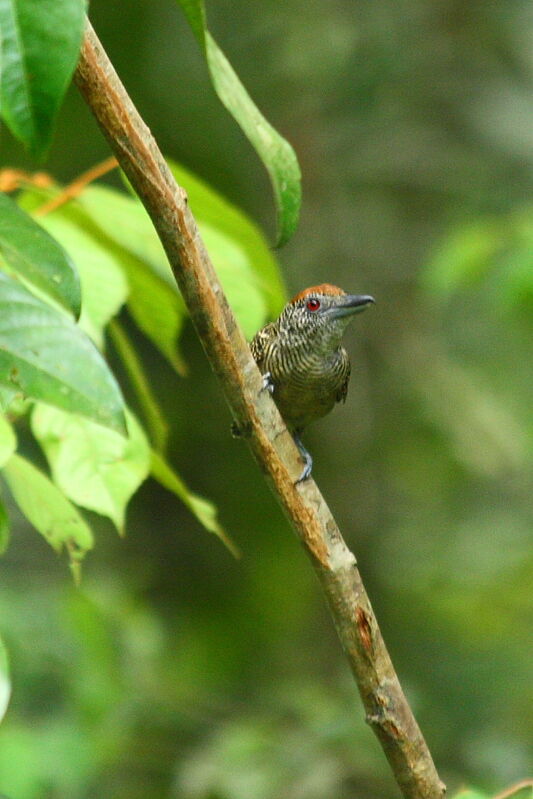 Fasciated Antshrike, identification