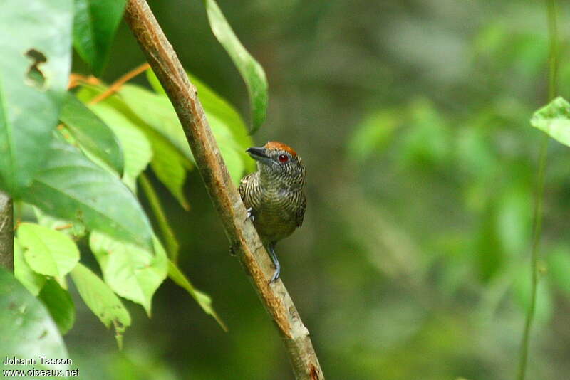 Fasciated Antshrike female adult, Behaviour