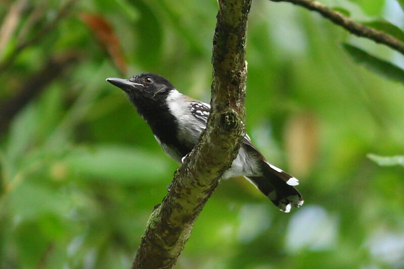 Black-crested Antshrike male adult, identification